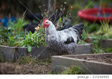 Cock in the garden at cloudy day in atumn 115284995