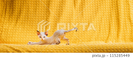 Happy Funny Small Little White Devon Rex Kitten Kitty Stretches On Yellow Plaid Background. Short-haired Cat Of English Breed. Playful Shorthair Pet Cat 115285449