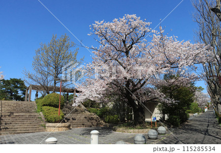 芦屋市 岩園町 仲ノ池緑地の桜 芦屋市 岩園町 仲ノ池緑地の桜 115285534