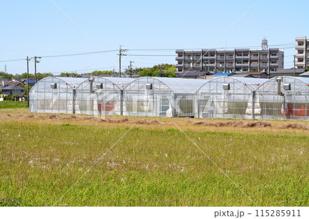 畑の中のビニールハウス 畑の中のビニールハウス 115285911