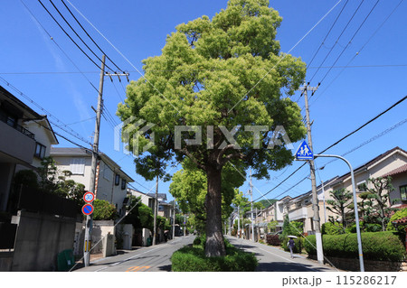 西宮市 甲東園のくすの木通り 西宮市 甲東園のくすの木通り 115286217