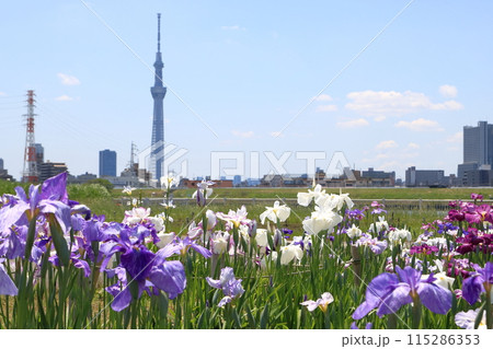 堀切水辺公園　花菖蒲　 115286353