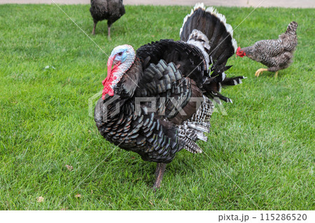 Male Turkey running around with the chickens Male Turkey running around with the chickens 115286520