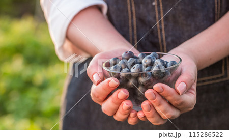 Farmer keeps a handful of blueberries - a healthy berry full of vitamins Farmer keeps a handful of blueberries - a healthy berry full of vitamins 115286522