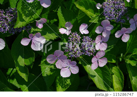 紫陽花の優雅な花弁 紫陽花の優雅な花弁 115286747