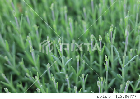 ラベンダー ラベンダー 115286777