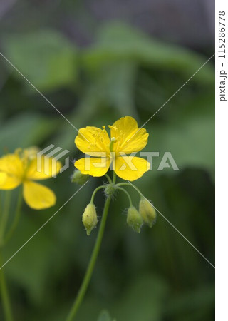 クサノオウの花 115286778