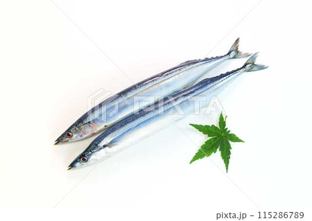 サンマ　秋刀魚　さんま 115286789