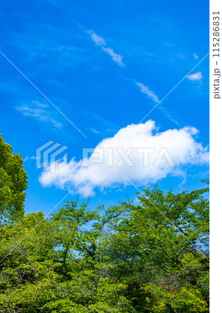 【京都風景】醍醐の空 115286831