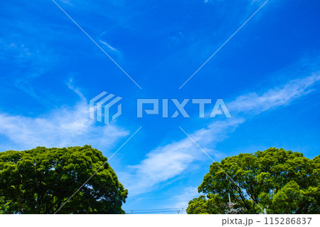 【京都風景】醍醐の空 115286837