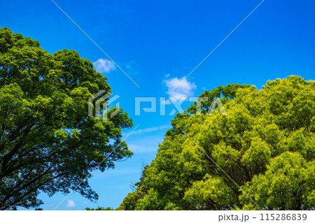【京都風景】醍醐の空 115286839