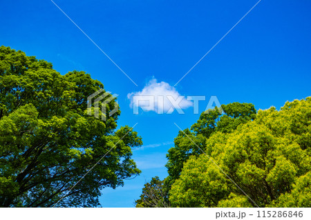 【京都風景】醍醐の空 115286846
