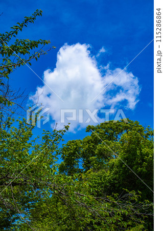 【京都風景】醍醐の空 【京都風景】醍醐の空 115286864