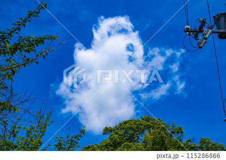 【京都風景】醍醐の空 【京都風景】醍醐の空 115286866