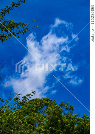 【京都風景】醍醐の空 【京都風景】醍醐の空 115286869