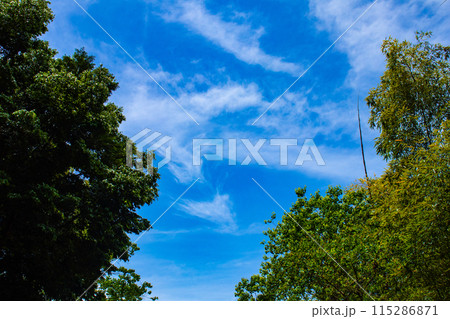 【京都風景】醍醐の空 115286871