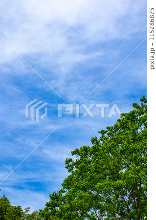 【京都風景】醍醐の空 115286875