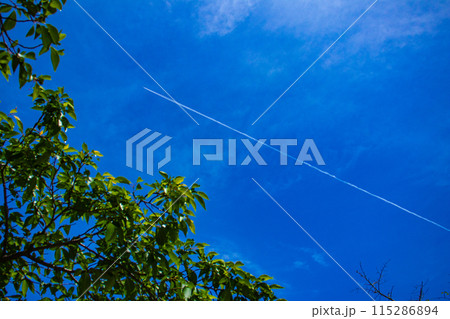 【京都風景】醍醐の空 【京都風景】醍醐の空 115286894