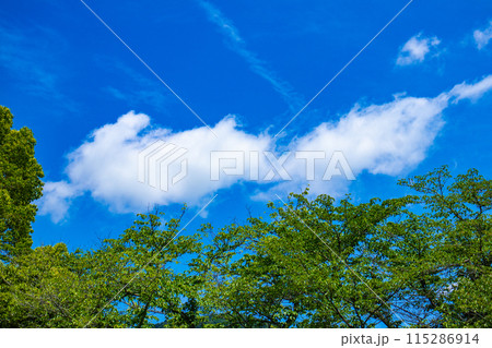 【京都風景】醍醐の空 115286914