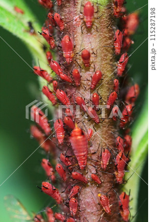 セイタカアワダチソウヒゲナガアブラムシのクローズアップ 115287198