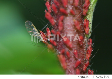 セイタカアワダチソウヒゲナガアブラムシのクローズアップ 115287199