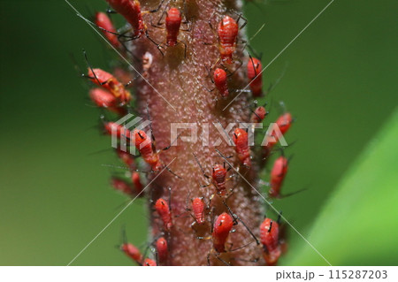 セイタカアワダチソウヒゲナガアブラムシのクローズアップ 115287203