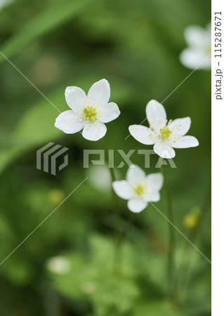 白い小さな花　二輪草 115287671