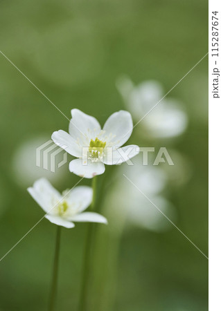 白い小さな花　二輪草 115287674