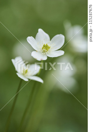 白い小さな花 二輪草 白い小さな花 二輪草 115287676