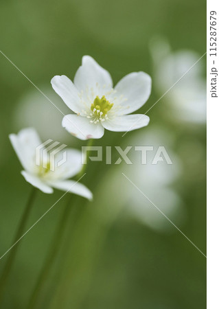 白い小さな花　二輪草 115287679
