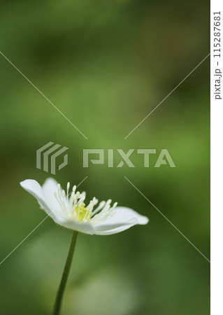白い小さな花　二輪草 115287681