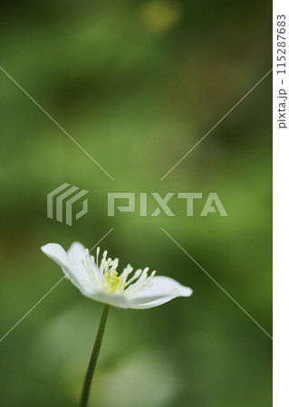 白い小さな花 二輪草 白い小さな花 二輪草 115287683