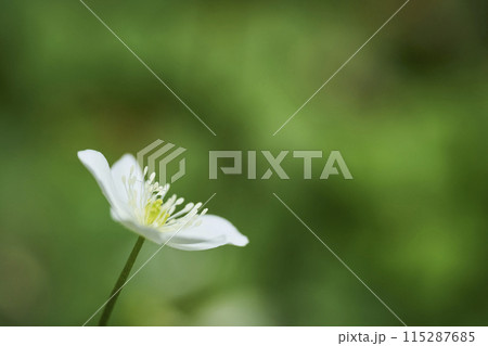 白い小さな花　二輪草 115287685