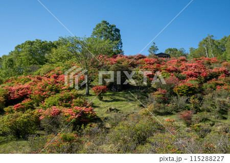 初夏の赤城山 白樺牧場見晴山のレンゲツツジ 初夏の赤城山 白樺牧場見晴山のレンゲツツジ 115288227