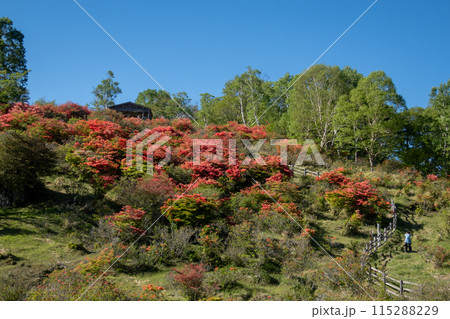 初夏の赤城山 白樺牧場見晴山のレンゲツツジ 初夏の赤城山 白樺牧場見晴山のレンゲツツジ 115288229