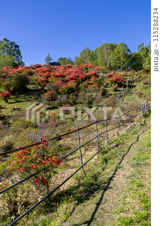 初夏の赤城山 白樺牧場見晴山のレンゲツツジ 初夏の赤城山 白樺牧場見晴山のレンゲツツジ 115288234