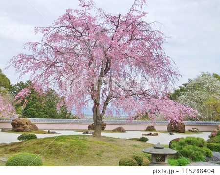 大原野 正法寺満開の桜と庭園 大原野 正法寺満開の桜と庭園 115288404