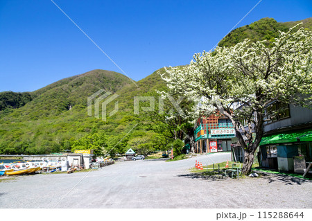 初夏の赤城山　大沼湖畔 115288644