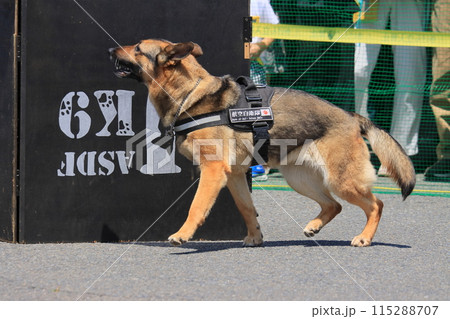 不明者の捜索訓練をする航空自衛隊の警備犬 不明者の捜索訓練をする航空自衛隊の警備犬 115288707