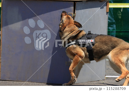不明者の捜索訓練をする航空自衛隊の警備犬 不明者の捜索訓練をする航空自衛隊の警備犬 115288709