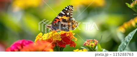 Butterflies with intricate patterns on vibrant flowers, natural background Butterflies with intricate patterns on vibrant flowers, natural background 115288763