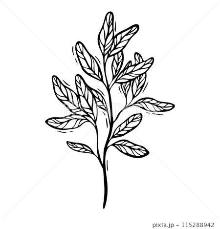 Branch of pomegranate leaves. Vector illustration in black and white, hand-drawn in linocut style. Black line art sketch. Drawing for design of food and cosmetics packaging, recipe books, postcards 115288942