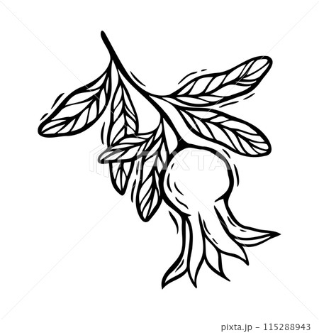 Branch with leaves and growing pomegranate. Vector botanical black and white illustration, hand drawn in linocut style on isolated background. Drawing for design of food and cosmetics packaging, cards Branch with leaves and growing pomegranate. Vector botanical black and white illustration, hand drawn in linocut style on isolated background. Drawing for design of food and cosmetics packaging, cards 115288943