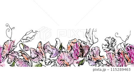 Hand drawn watercolor ink illustration botanical flowers leaves. Sweet everlasting pea, vetch bindweed legume. Seamless banner isolated on white background. Design wedding, love cards, floral shop 115289463