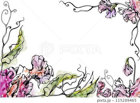 Hand drawn watercolor ink illustration botanical flowers leaves. Sweet everlasting pea, vetch bindweed legume tendrils. Border frame isolated white background. Design wedding, love cards, floral shop 115289465