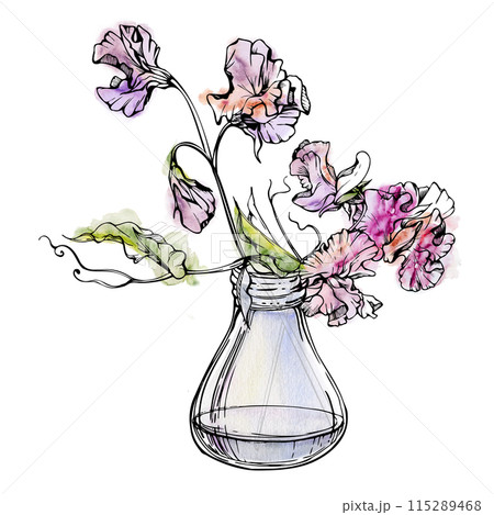 Hand drawn watercolor ink illustration botanical flowers leaves. Sweet everlasting pea, vetch bindweed legume. Glass vase bouquet isolated on white background. Design wedding, love cards, floral shop Hand drawn watercolor ink illustration botanical flowers leaves. Sweet everlasting pea, vetch bindweed legume. Glass vase bouquet isolated on white background. Design wedding, love cards, floral shop 115289468