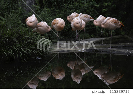 水辺で寝ているフラミンゴの写真素材 [115289735] - PIXTA