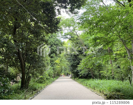 新緑の神社参道 新緑の神社参道 115289806