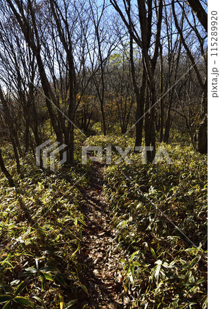 浅間隠山、登山、群馬県 浅間隠山、登山、群馬県 115289920