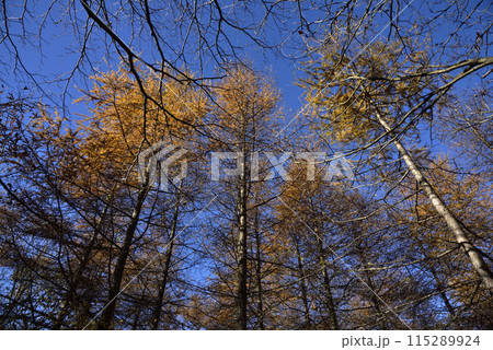 浅間隠山、登山、群馬県 115289924